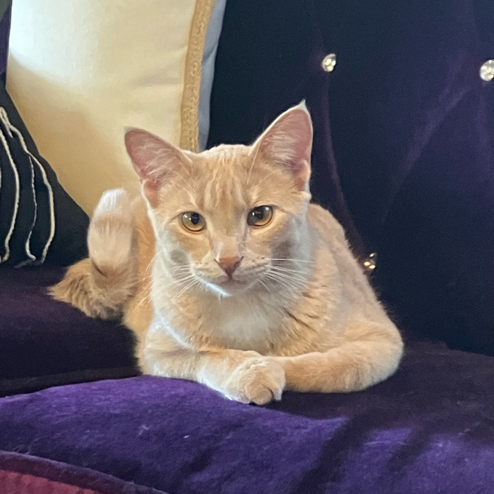 Meet your Posher, June